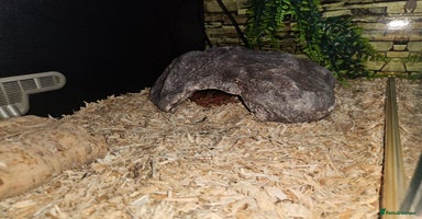 Corn Snake reptiles - Advert 8