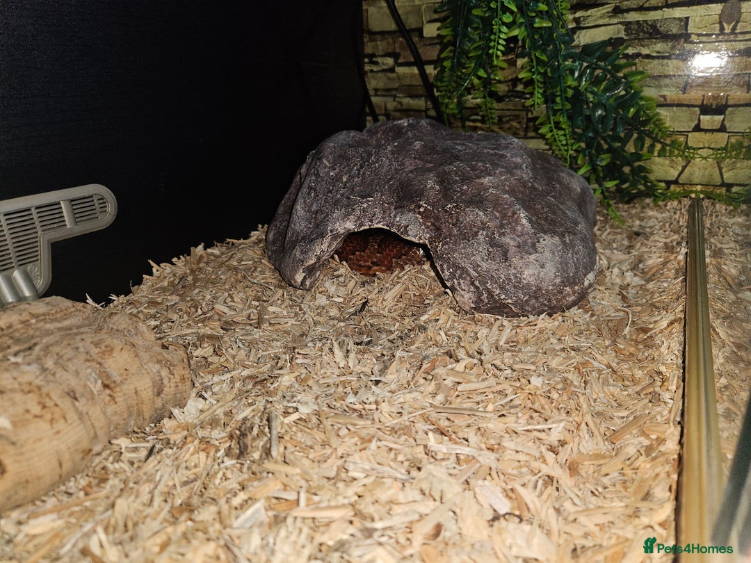 Corn Snake reptiles for sale: Corn snake Bolton area - Image 2