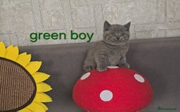 British Shorthair cats for sale: British Blue Shorthair kittens, GCCF pedigree - Image 25
