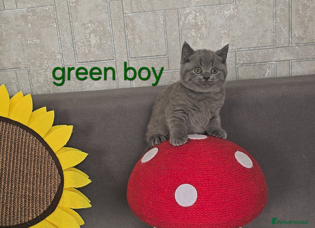 British Shorthair cats for sale: British Blue Shorthair kittens, GCCF pedigree - Image 25