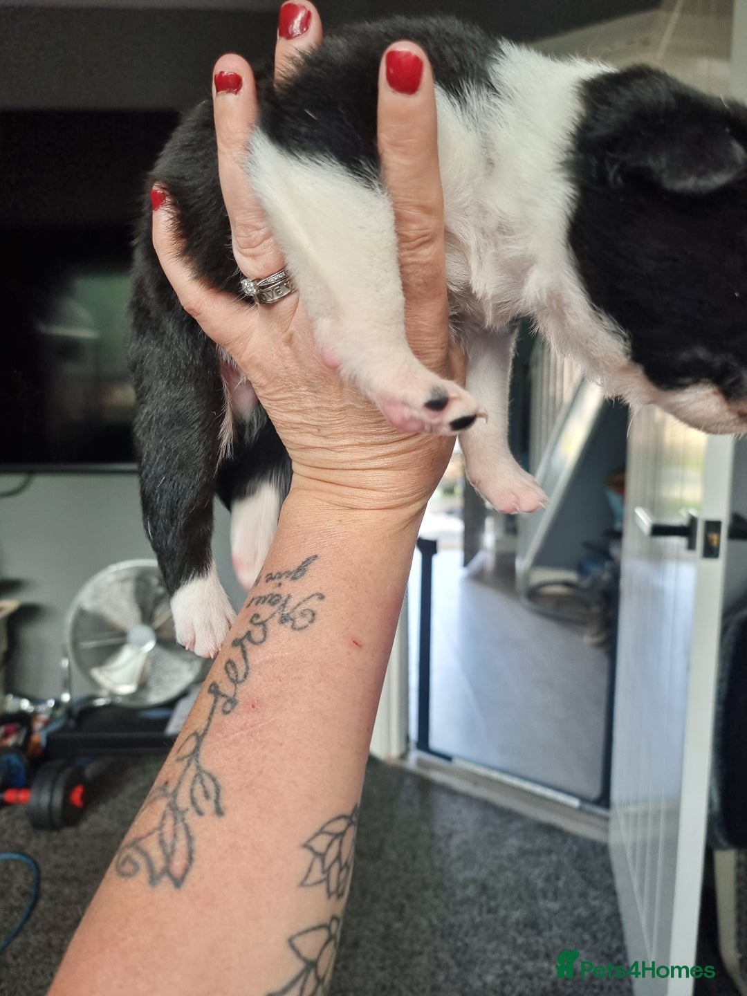 Border Collie dogs for sale: Border collie pups available  - Image 6