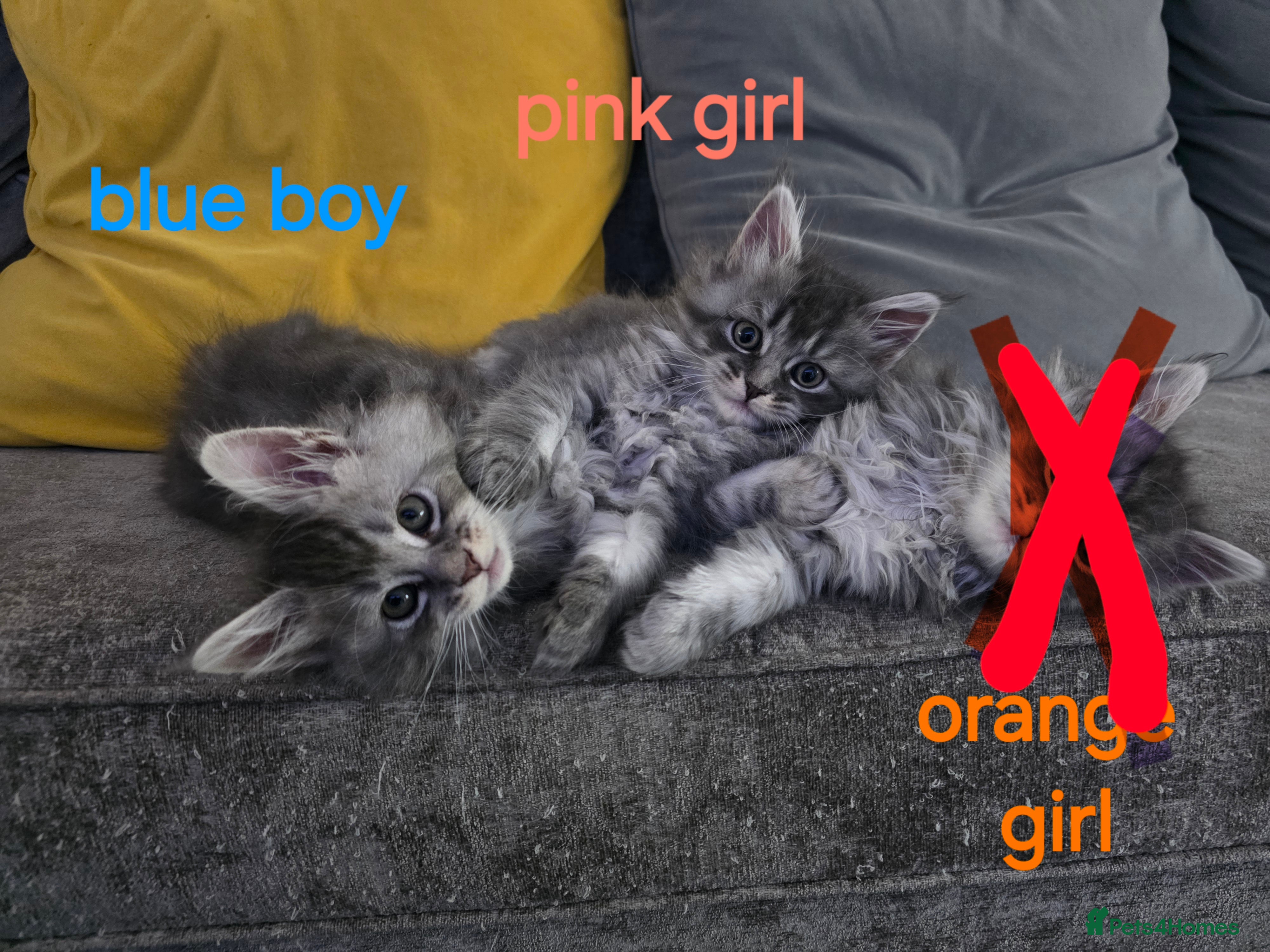 Maine Coon cats Pure maine coons kittens ready now 1boy 1 girls - Advert 13