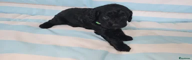 Dark Green Collar - Black 