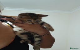 Mixed Breed cats for sale: Beutyful bengal babies wisbech 🐈😻 - Advert 12