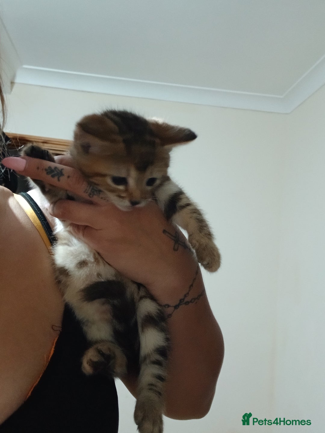 Mixed Breed cats for sale: Beutyful bengal babies wisbech 🐈😻 - Advert 12