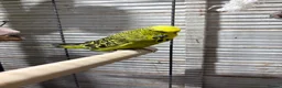 Budgerigars birds for sale: Exhibition budgies (bonded pair) - Advert 8