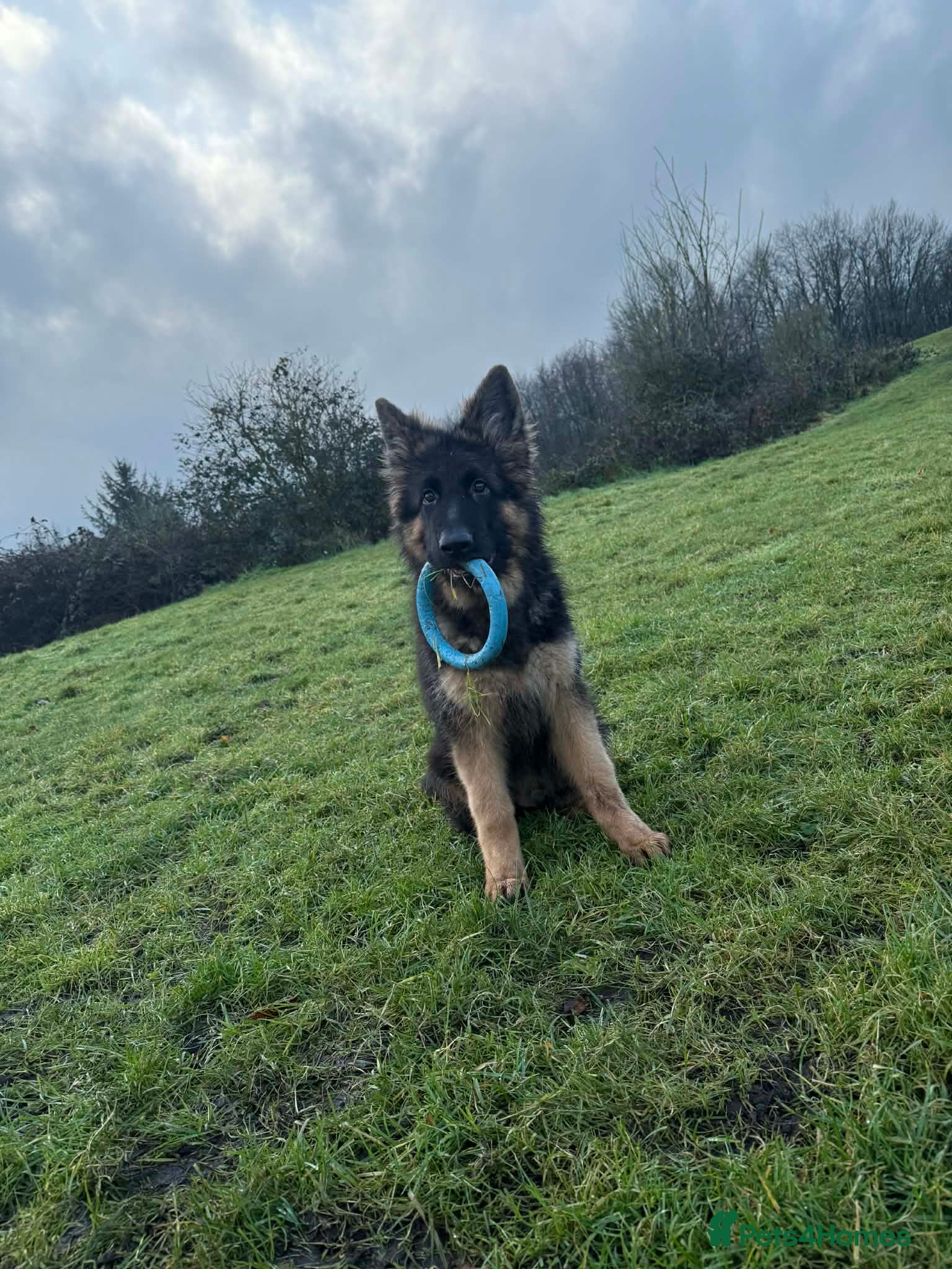 German Shepherd dogs 5 month old GSD  - Advert 1