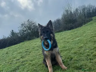 German Shepherd dogs 5 month old GSD - Advert 1
