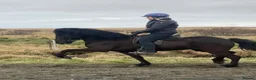 Icelandic horse horses for sale: Icelandic mare  - Advert 3