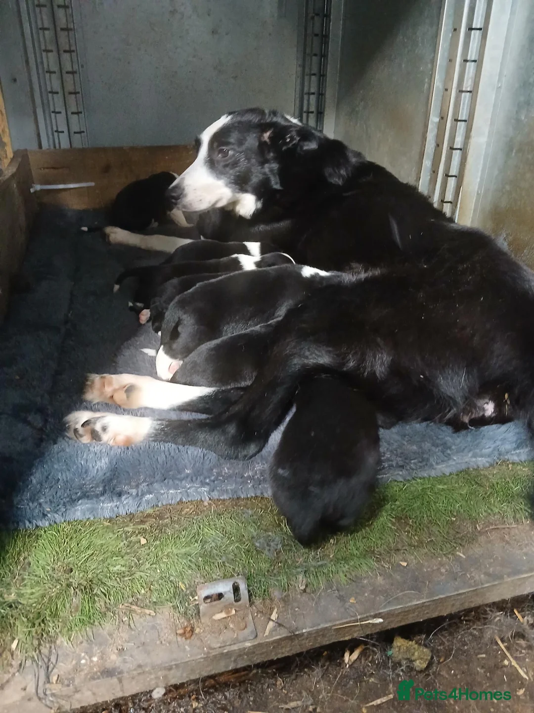 Border Collie dogs for sale: Beautiful litter of 10 Border collie puppies - Advert 4