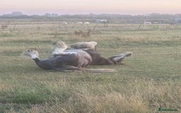Irish Cob horses for sale: Blagdon cob - Image 8