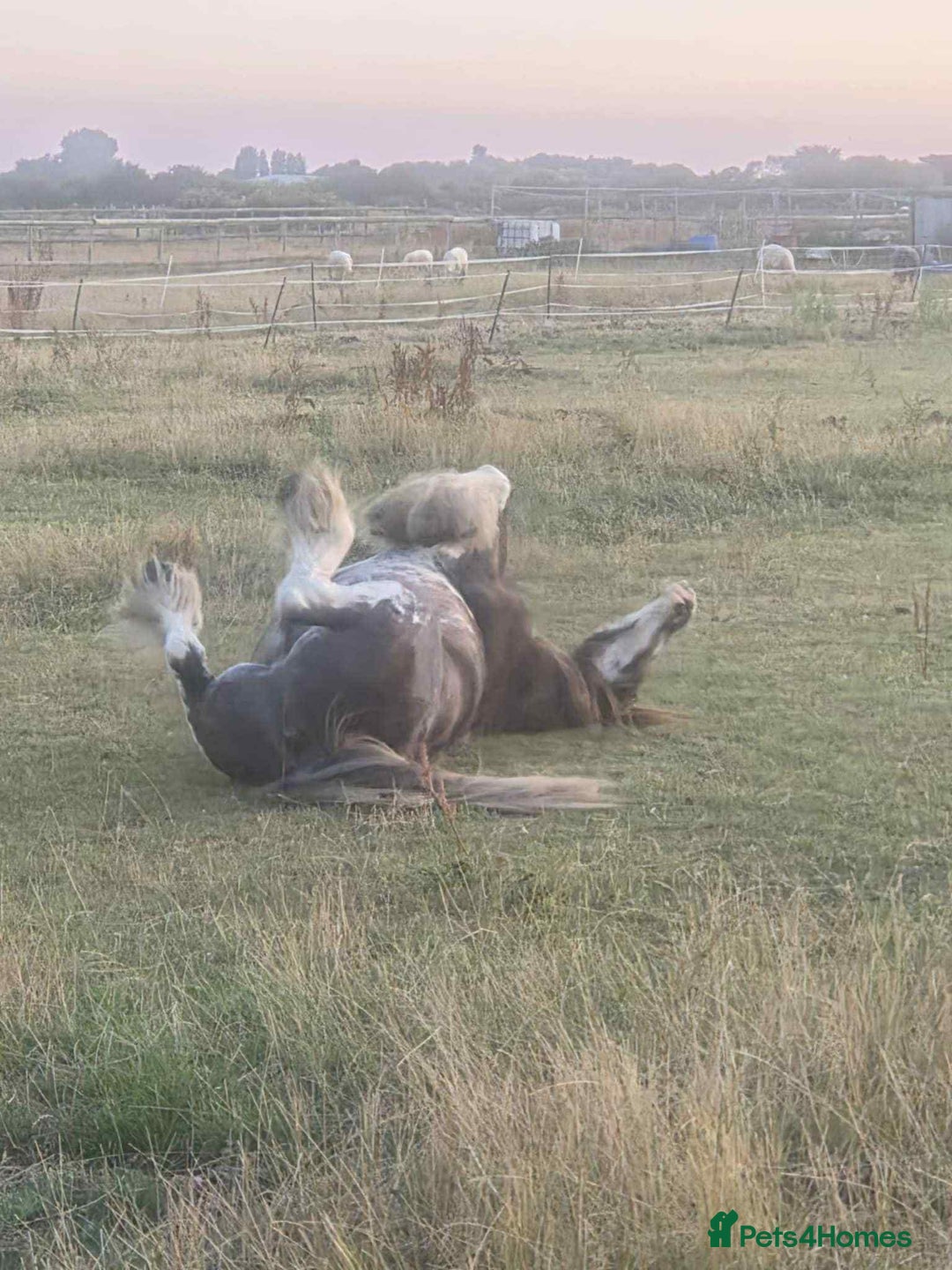 Irish Cob horses for sale: Blagdon cob - Image 8