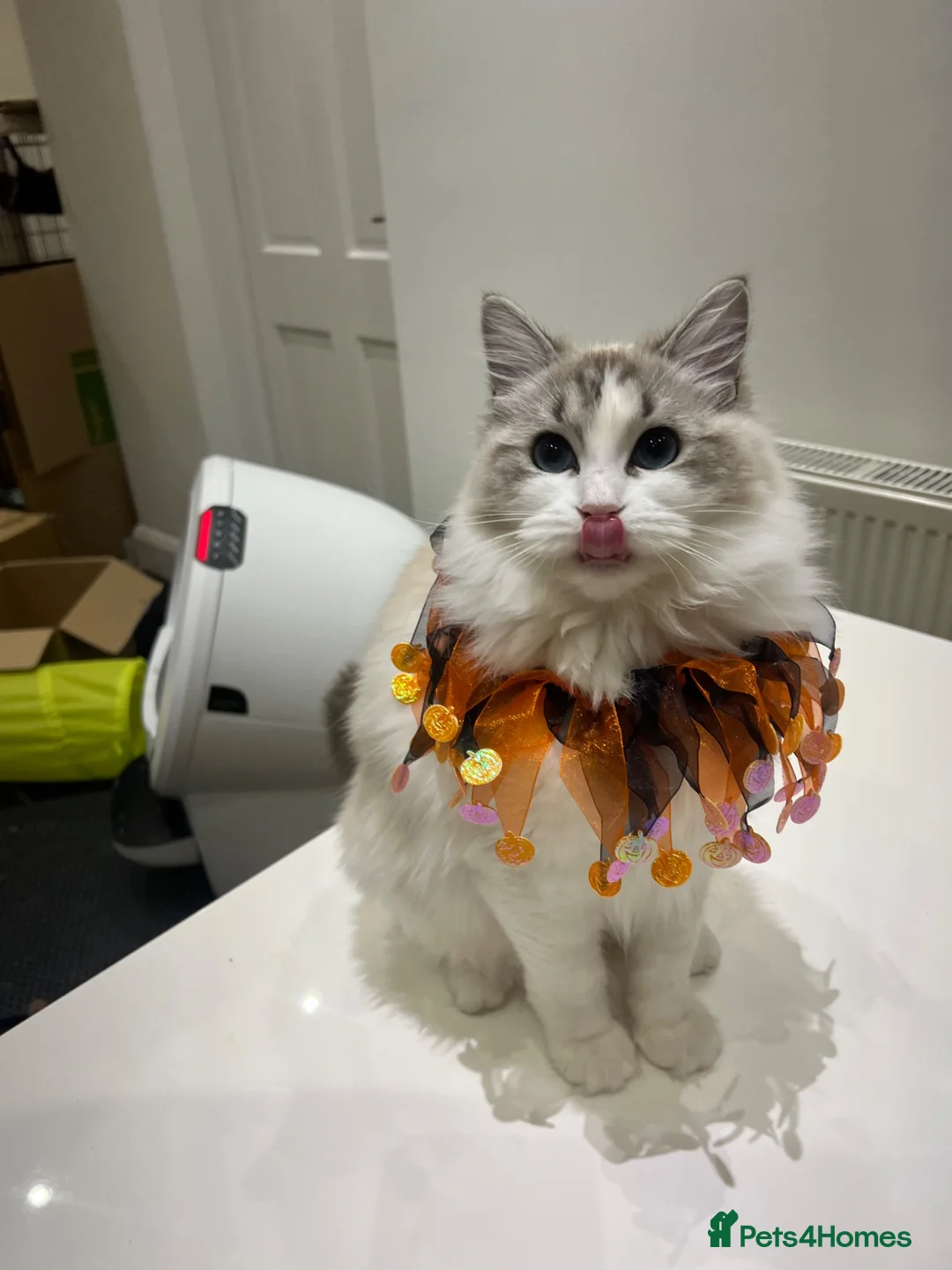 Ragdoll cats for sale: Beautiful 2-Year-Old GCCF Female Ragdoll - Advert 7