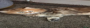 Mixed Breed Kitten 4