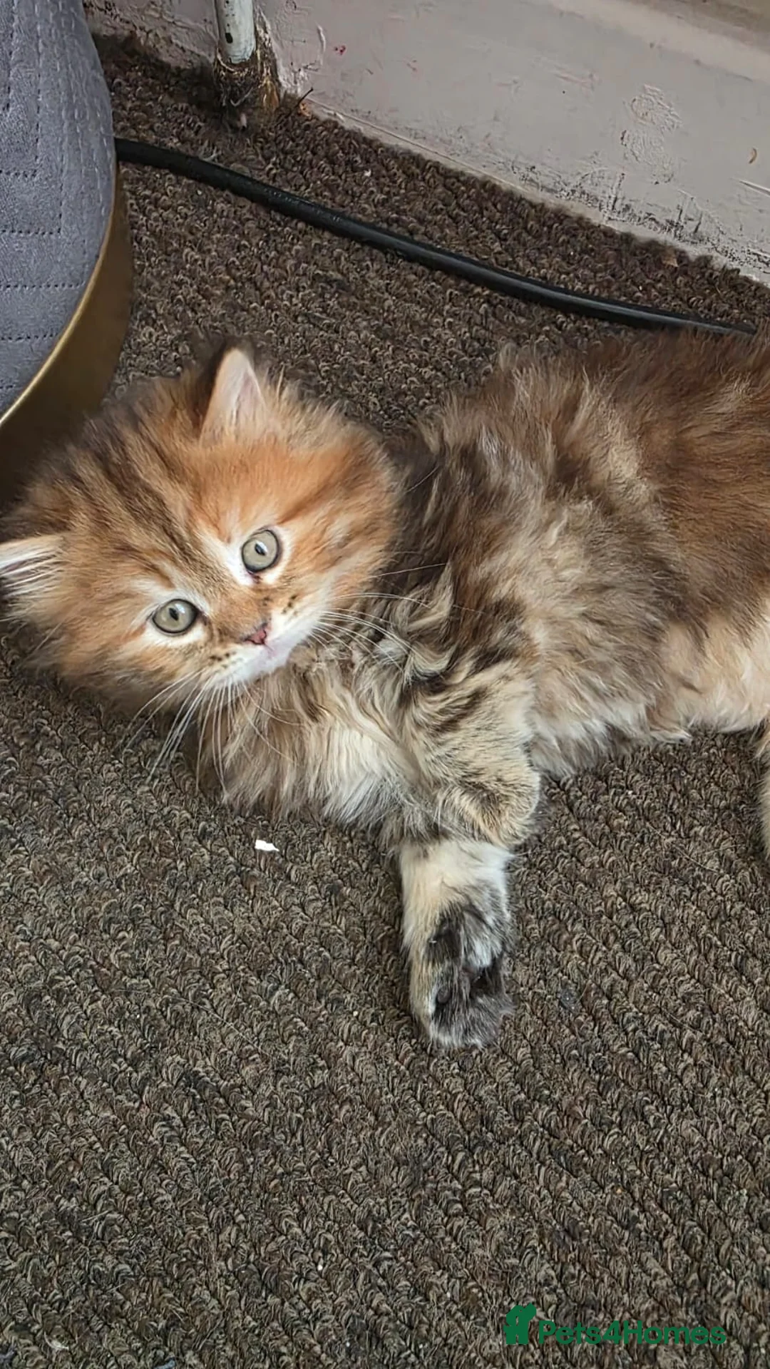Mixed Breed cats for sale: Ragdoll mix British shorthair  - Advert 19