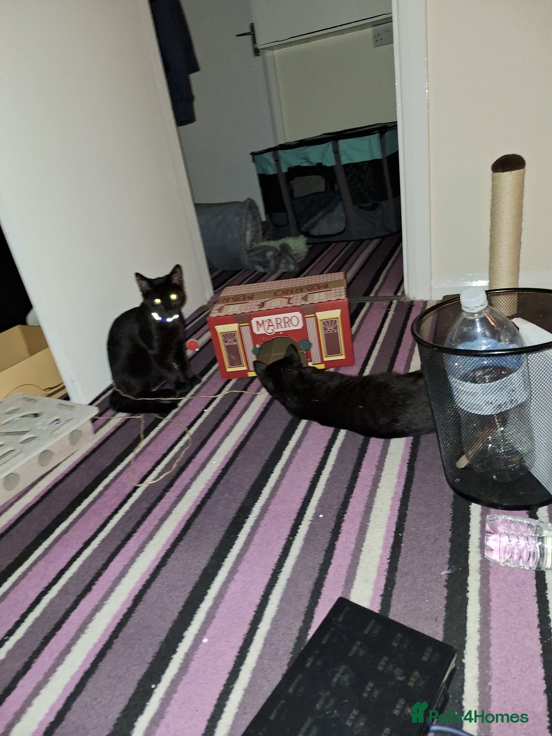 Domestic Shorthair cats for sale: Ronnie & Reggie - Advert 2