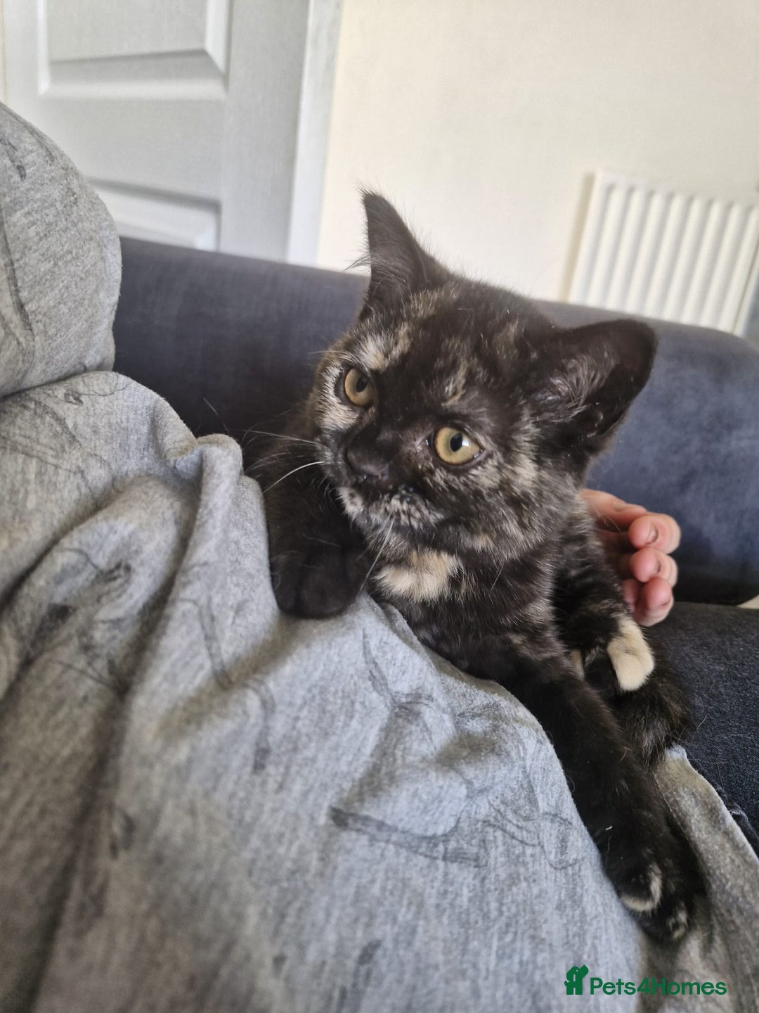 Selkirk Rex cats for sale: Pedigree Selkirk rex  kittens ready now  in Burnham-on-Sea - Image 2