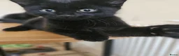 Mixed Breed cats for sale: 3 Playful Black Brother Kittens Looking for Homes - Advert 27