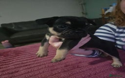 French Bulldog dogs for sale: French bull dog Puppies - Image 3