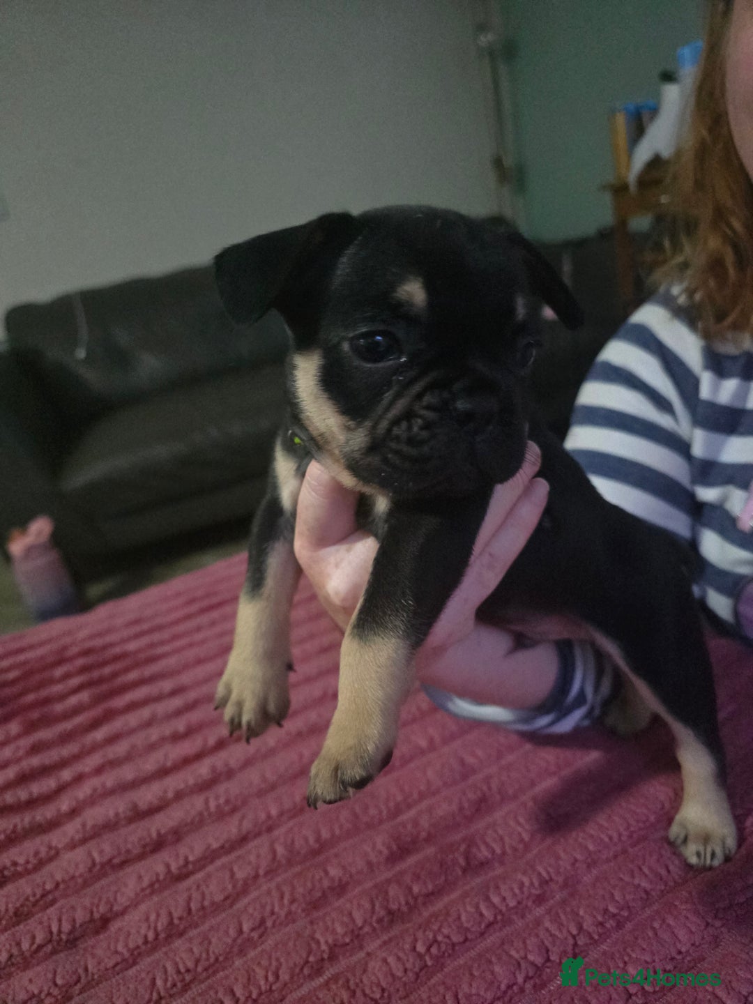 French Bulldog dogs for sale: French bull dog Puppies - Image 3