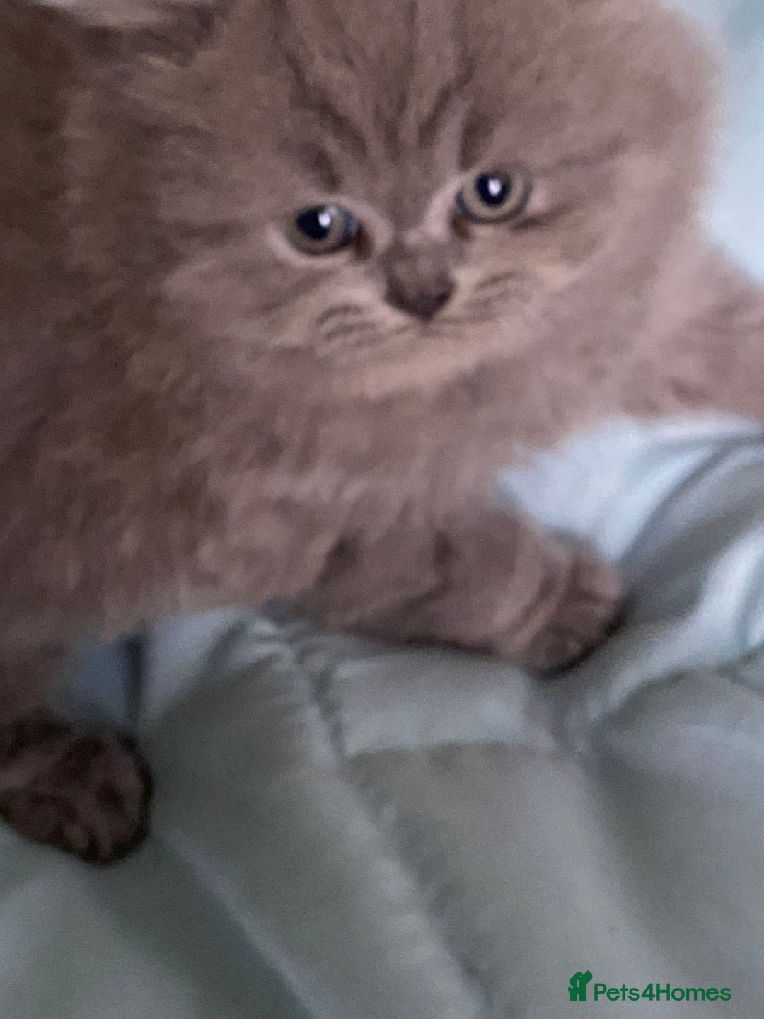British Shorthair cats for sale: GCCF reg British Shorthair and Longhair Kitten’s  - Advert 6