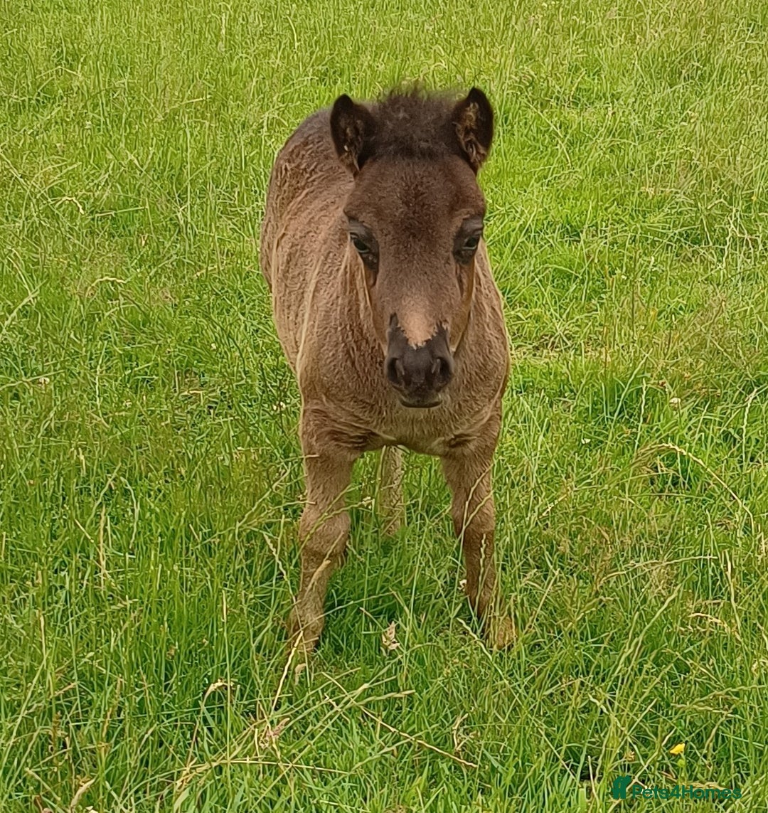Shetland pony horses for sale: Shetlands for sale  - Advert 3