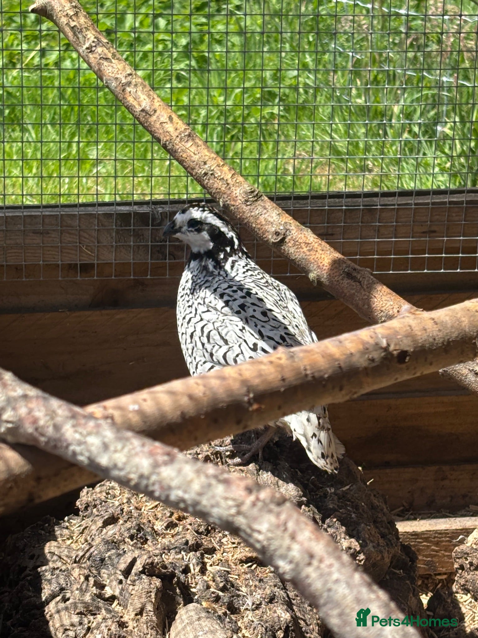 Quail poultry Snowflake bobwhite quail bonded breeding pair  - Advert 2