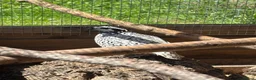 Quail poultry for sale: Snowflake bobwhite quail bonded breeding pair  - Advert 1