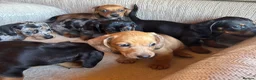Miniature Dachshund dogs for sale: Miniature dachshunds - Advert 37