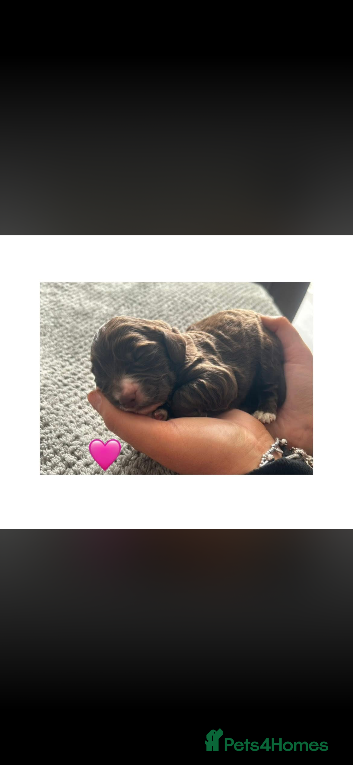 Cocker Spaniel dogs Cocker and springer spaniels - Advert 1