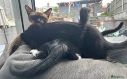 British Longhair cats for sale: 4 x kittens for sale (2 male 2 female) - Image 5