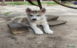 Siberian Husky dogs for sale: Siberian Husky puppies ❤️ - Image 18