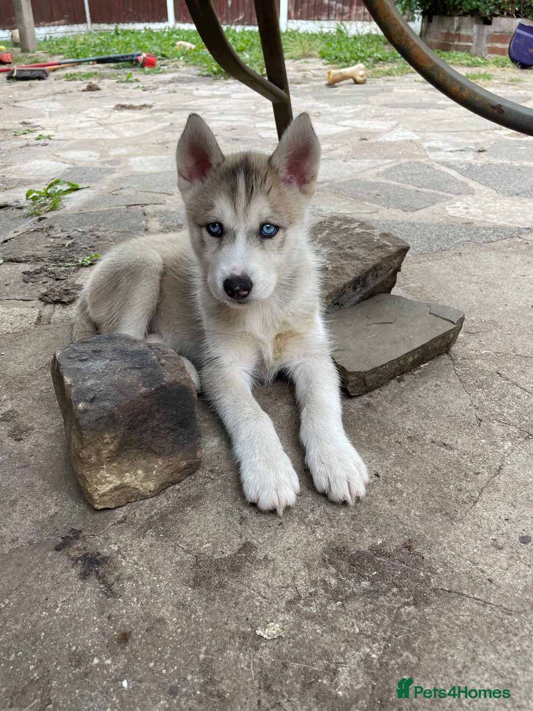 Siberian Husky dogs for sale: Siberian Husky puppies ❤️ - Image 18