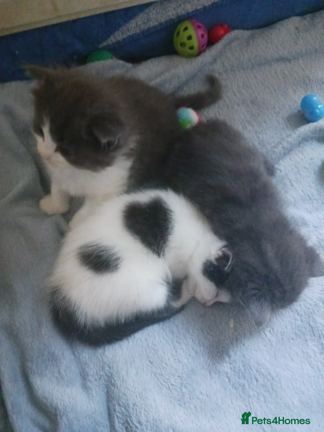 Ragdoll cats for sale: CUTE RARE BLUE COLOUR RAGDOLL KITTENS  - Advert 9