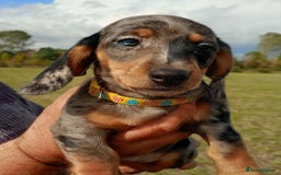 Miniature Dachshund dogs for sale: Stunning silver dapple miniature dachshunds  - Image 13