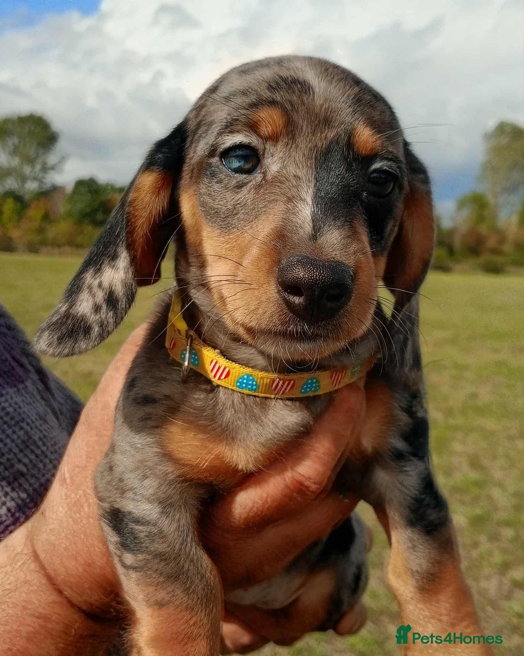 Miniature Dachshund dogs for sale: Stunning silver dapple miniature dachshunds  - Image 13