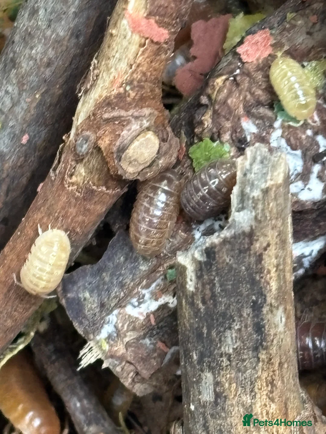Isopods invertebrates for sale: Mixed types Isopods Orange Springtails  - Advert 15