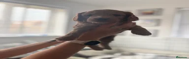 Cockapoo 7