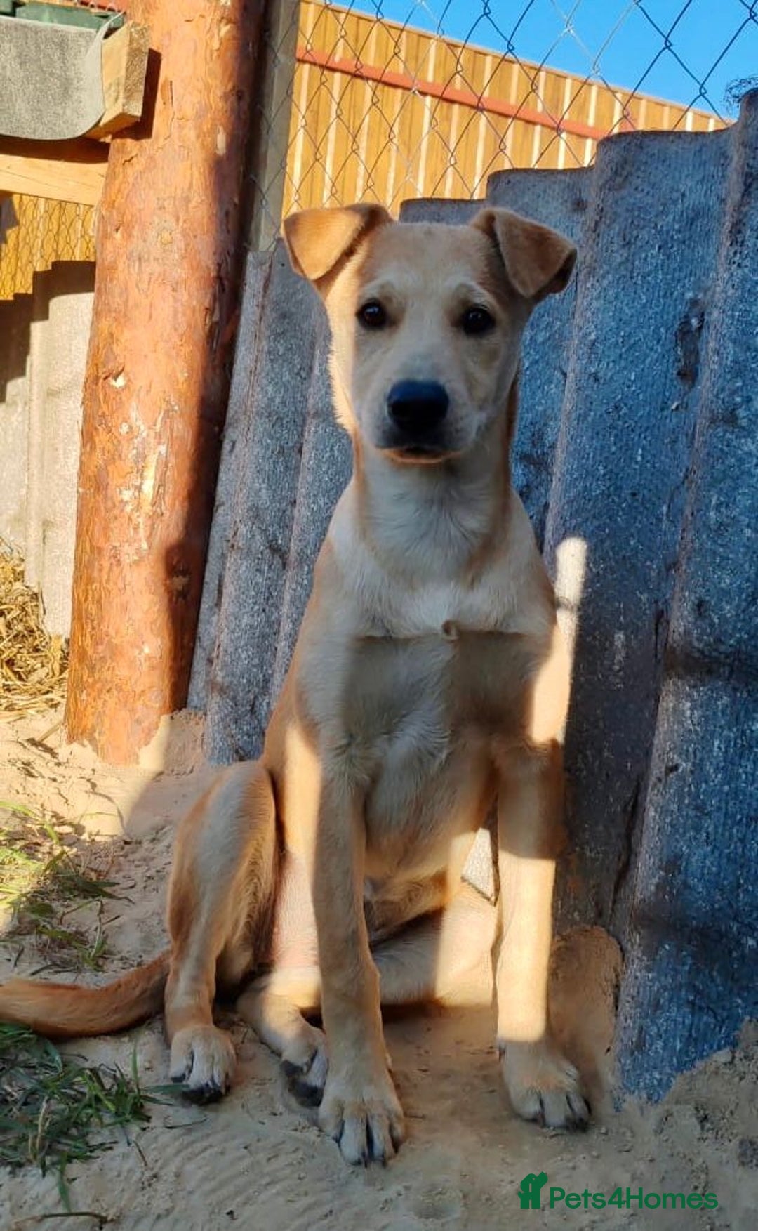 Labrador Retriever dogs for adoption: ZOE – Labrador Retriever (Female) - Advert 1