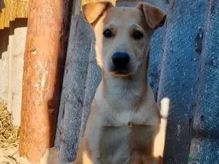 Labrador Retriever dogs ZOE – Labrador Retriever (Female) - Advert 3