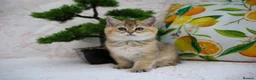 British Shorthair cats for sale: 💙British shorthair kittens ready now💙 - Advert 13