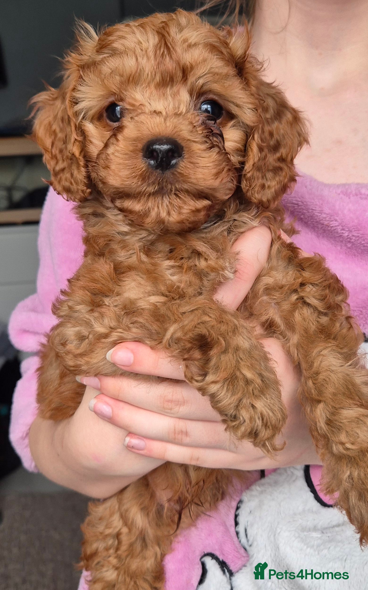 Cavapoo dogs READY NOW TOY CAVAPOO HEALTH TESTED 1 TINY BOY - Advert 9