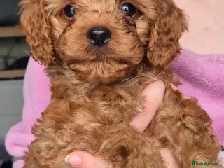 Cavapoo dogs READY NOW TOY CAVAPOO HEALTH TESTED 1 TINY BOY - Advert 9