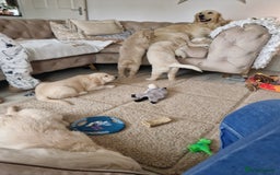Golden Retriever dogs for sale: Stunning golden retriever babies - Image 32