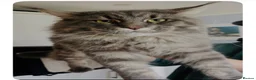 Maine Coon cats for sale: Full 💯 European Maine coons kittens - Advert 22