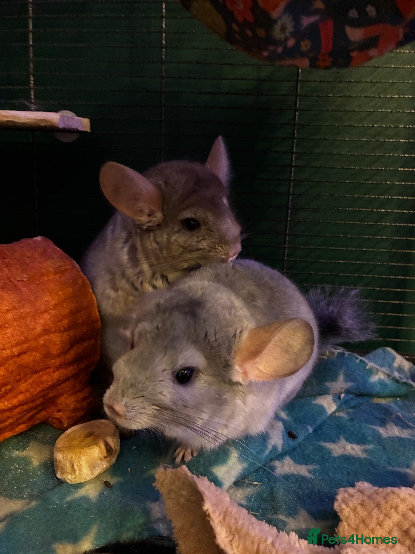 Chinchilla rodents 2 Male chinchillas & cage.Blue diamond and beige - Advert 15