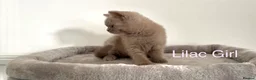 British Shorthair cats for sale: 5 British Shorthair Kittens in Wellingborough - Advert 16
