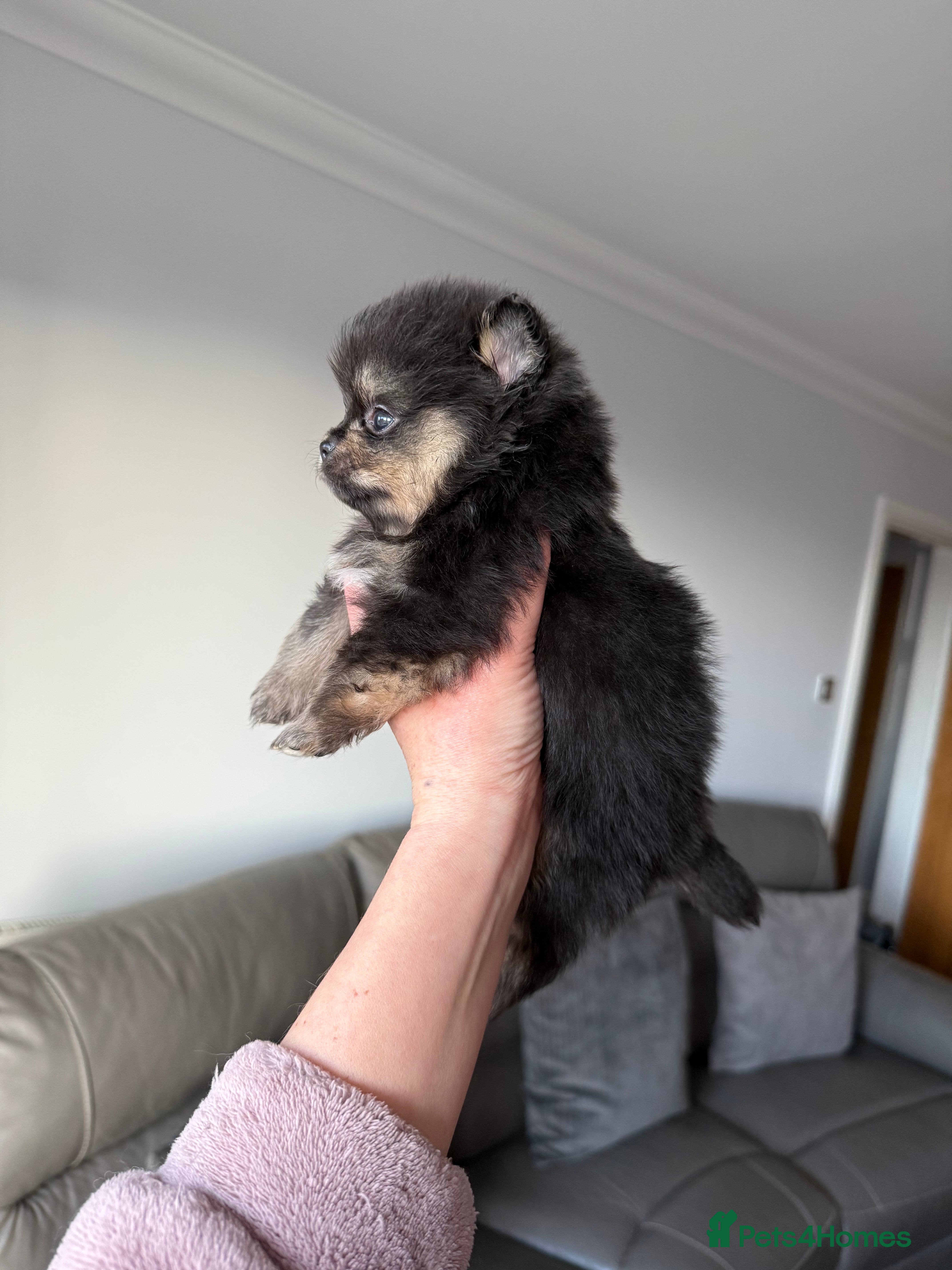 Pomeranian dogs Last Black and tan girl 🖤🧡💖 - Advert 16