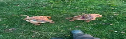 Hungarian Vizsla dogs for sale: Beautiful girl - Advert 5