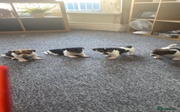 Jack Russell dogs for sale: Jack Russell  - Image 1